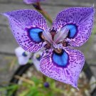 Rare 200 seeds Phalaenopsis Butterfly Orchid Seeds Flower Seeds