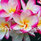 Rare 200Pcs/Bag Plumeria Seeds