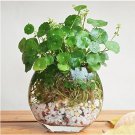 Rare Flower Seeds Pilea Seeds 50Pcs/bag Copper Grass Cold Water