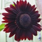 Rare SunFlower Velvet Queen 50 seeds * Eye catching*