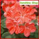 Rare Geranium 'Avenida' Pink Orange Flowers, 10PCS Pelargonium