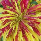 Rare Amaranthus Tricolor Perfecta 100 seeds * Eye catching * Showy