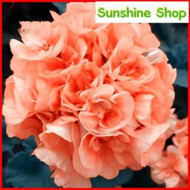 Rare 10PCS Geranium Orangish Red Ball-typed Big Blooms Bonsai Flowers