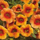 Rare Apricot Punch Calibrachoa Organic Petunia Seed, 200 Seed/Pack