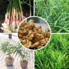 Rare Perennial ginger seeds vegetable seeds zingiber - 100 pcs