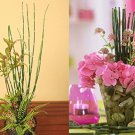 Rare 50 bamboo seeds rare mini black moso bamboo seeds