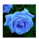 Rare Sky Blue Rose Seeds 100+