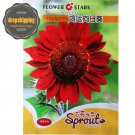 Rare 'Hongyun' Dark Red Sunflower Seeds 5 Original Packs 15 Seeds/Pack