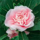 Rare Flemish Antique Corn Poppy Flowers Seeds, 100 seeds