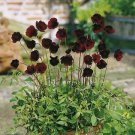 Rare Chocolate Cosmos Plant 50 Seeds