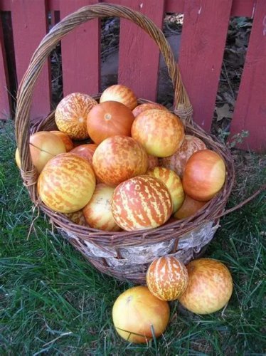 Rare  Tigger Sweet Melon 10 Seeds 12% Sugar Contained Melon Yellow Golden Stripes