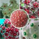 Rare complete Hoya carnosa seeds 100 particles / bag