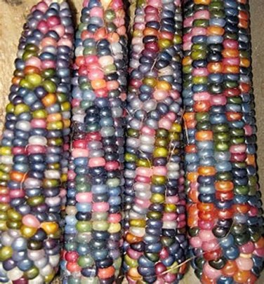 Rare Glass Gem Corn - Rare Heirloom Variety (50 seeds)