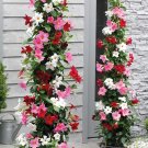 Rare Mandevilla Sanderi, Mixed 100 SEEDS