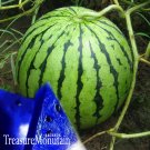 Rare 50 Pieces Seeds Blue Flesh Watermelon Seeds