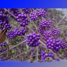 Rare Wild Purple Callicarpa Beauty Berry Seeds, Professional Pack, 20 Seeds