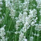 Rare Lavandula angustifolia White Lavender Flower Seeds 200+