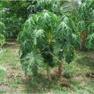Rare Bonsai Fruit Dwarf Papaya Seeds, Miniature Pawpaw, 50pcs