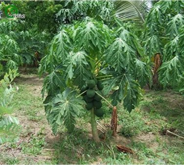 Rare Bonsai Fruit Dwarf Papaya Seeds, Miniature Pawpaw, 50pcs