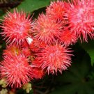 Rare 20 Seeds Ricinus Fire Red Castor Oil Plant