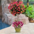 Rare 100 pcs/lot Lantana camara flower seeds