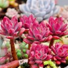 Rare 20 seeds per pack Succulent Red ECHEVERIA macdougallii seeds