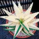 Rare 100 pcs Succulents Seed Plant,Aloe Vera Seeds
