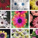 Rare African Eyed Daisy, 100 Mixed seeds