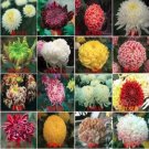 Rare Genuine Flower seeds chrysanthemum seeds four seasons plant 200 seeds
