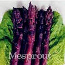 Rare Four Seasons Purple Asparagus seeds,Delicious jardin vegetable 50 seeds