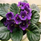 Rare 200 pcs/bag african violet seed, garden flowers seeds Violet Seeds