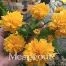 Rare Kerria Japonica 50+ Seeds