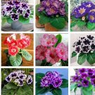 Rare 9 Colors Gloxinia Seeds Sinningia Gloxinia Flower 100+ Seeds Mix