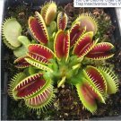 Rare 100 Pcs Catchfly Potted Plant Seeds Garden Venus Fly Trap Insectivorous Plant
