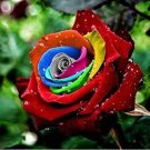 Rare Rainbow Rose 200 Seeds Rare Colorful Flower Potted Plant Garden Bonsai