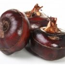 Rare 30 seeds Water Chestnut Seed Aquatic Plants