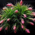 Rare Air Pineapple 20 Pcs/sets Of Prevent Radiation Fleshy Seeds