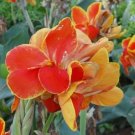 Rare 'LIVE RHIZOME' Large Poly Gay Canna Lily Rhizome Variegated Tricolor