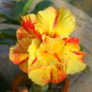 Rare 4 seeds Yellow Golden Double Petals with Irregular Red Stripes