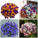 Rare 200 PCS Rare Morning Glory Flowers Seeds