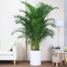 Rare 5 Pcs Chrysalidocarpus Lutescens Seeds Home Decoration Areca Palm seeds