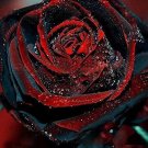 Rare 100 Pcs Black Rose Seeds Flower With Red Edge Rare Rose Garden