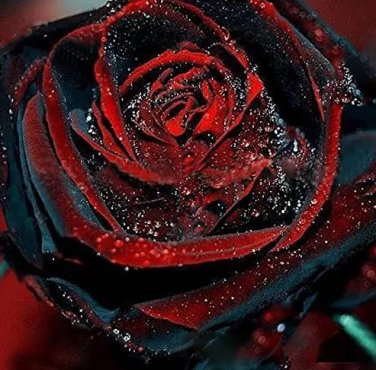 Rare 100 Pcs Black Rose Seeds Flower With Red Edge Rare Rose Garden