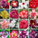 Rare BELLFARM Bonsai Adenium Mixed 16 Colors Big Blooms Flowers, 100pcs seeds/pack