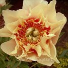Rare 12 pcs Peony Seeds Peony Variety Peony 'Prairie Charm' Seeds