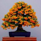 Rare Bonsai Orange Pyracantha fortuneana Firethorn Perennial Tree Seeds 20 pcs