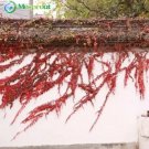 Rare Red Boston Ivy 50+ Seeds