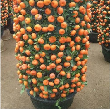 Rare 30 pcs Mandarin Orange Dwarf Seeds Indoors Outdoors Fruit Tree Seeds