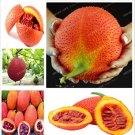 Rare 2 Seeds Gac Fruit Seeds Momordica Cochinchinensis Spreng/Cochinchin