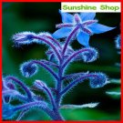 Rare German imports of potted flowers sedum succulents 100 seed